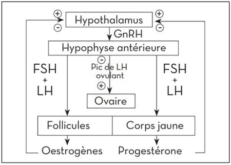 Schéma expliquant le fonctionnement du complexe antioxydant