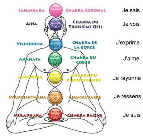 Schéma des chakras et de leur localisation, mettant en évidence le chakra racine et le chakra du cœur