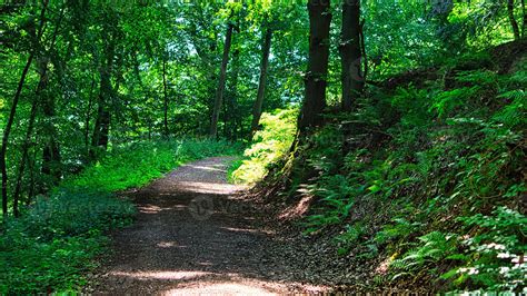Sentier de randonnée dans la forêt de Boscodon avec vue sur le lac