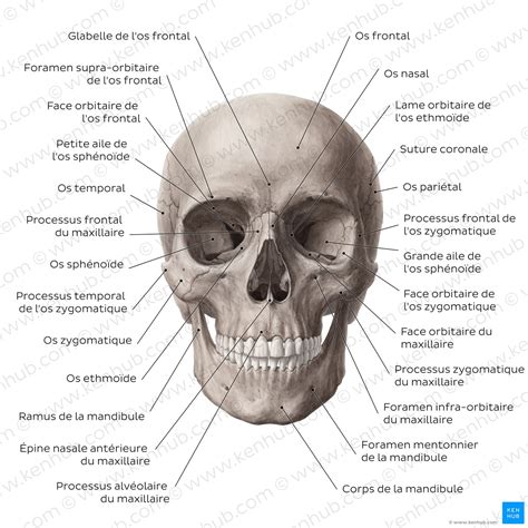 Représentation d'un crâne humain avec des tibias croisés sur un fond noir