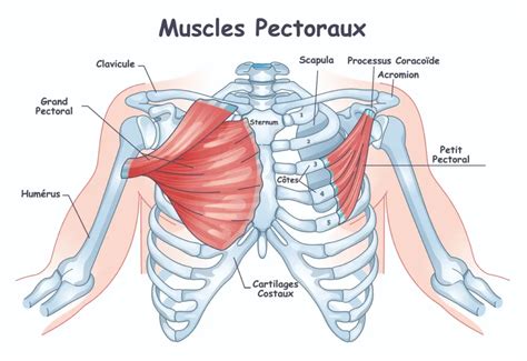 Détail du pectoral monumental, montrant la finesse des gravures et la variété des symboles marins et aquatiques.