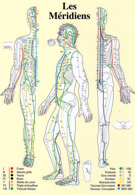 Diagramme montrant les points d'acupression et les méridiens du corps humain.