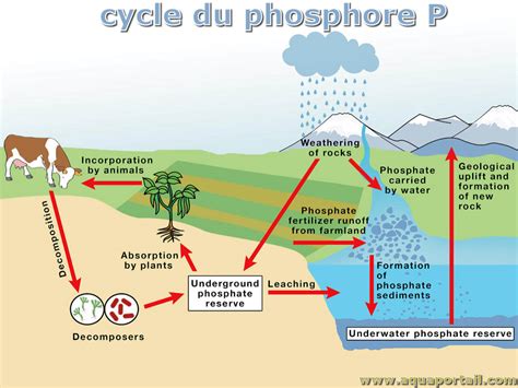 Infographie expliquant le cycle du phosphore et le phénomène d'eutrophisation des eaux dû à un excès de phosphates.