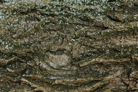 Gros plan sur la texture du Grès d'Yvoir
