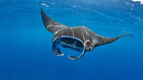 Comparaison visuelle des motifs dorsaux de la raie manta océanique (motif en T) et de la raie manta de récif (motif en Y).