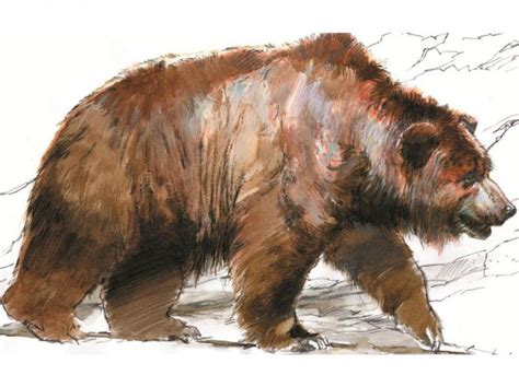 Illustration de l'Ours des montagnes dans la Vallée de Beombawi