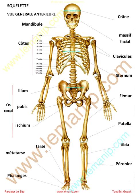 Schéma anatomique de Bob Razowski
