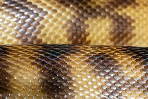 Gros plan sur la texture des écailles d'un bracelet en python