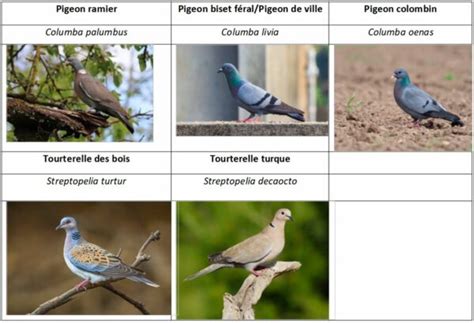 Illustration représentant la diversité des espèces de colombidés, mettant en évidence leurs différentes couleurs et tailles.