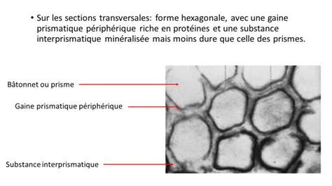 Schéma de la structure microscopique de l'émail dentaire avec des cristaux d'apatite organisés.