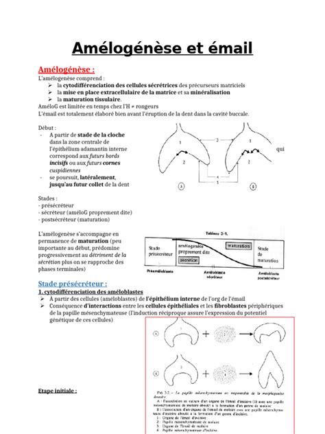 Représentation schématique du processus de formation de l'émail dentaire, montrant le rôle des améloblastes et de la matrice protéique.