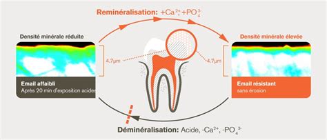 Diagramme illustrant le cycle de déminéralisation et reminéralisation de l'émail dentaire.