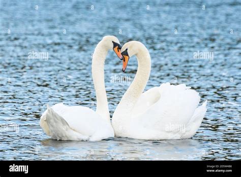 Deux cygnes formant un cœur avec leurs cous sur l'eau.