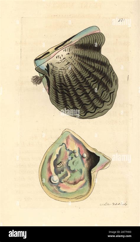 Illustration de l'huître Pinctada margaritifera