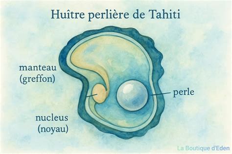 Schéma illustrant le processus de greffe d'une perle dans une huître