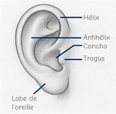 Illustration anatomique de l'oreille mettant en évidence la zone du tragus.