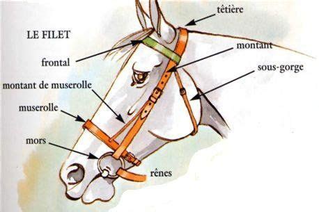 Schéma des différentes parties d'un filet d'équitation avec des détails sur la muserolle et le frontal