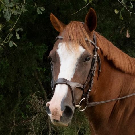 Gros plan sur le frontal et la muserolle d'un filet orné de cristaux Swarovski