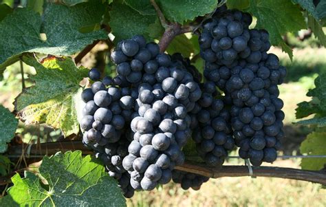 Grappes de raisin mûres dans un vignoble