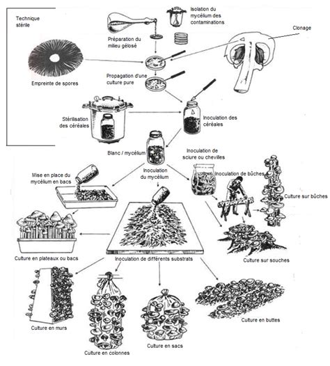 Schéma expliquant le processus de culture des perles