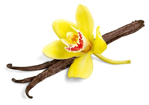 Gousse de vanille et fleur d'orchidée, symboles de la fragrance