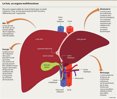 Illustration de l'anatomie du foie et de ses principaux vaisseaux