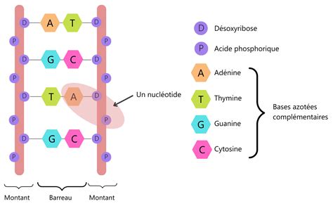 Schéma comparant la structure d'une broche et d'un clip.
