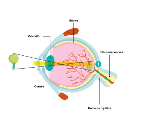 Infographie montrant la transmission lumineuse de la lunette Z8i