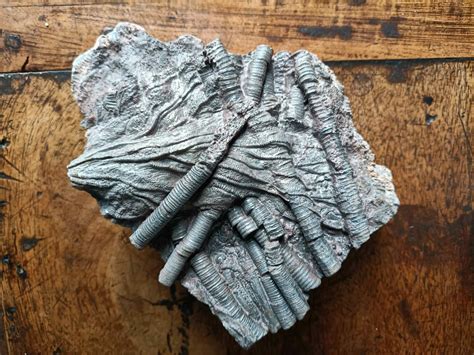 Gros plan d'une tranche de pierre bleue, révélant les fossiles de crinoïdes