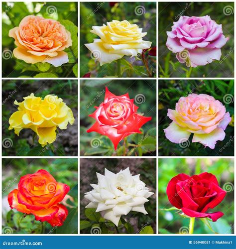 Collage de différentes variétés de tourmalines roses, mettant en évidence leurs nuances et motifs uniques