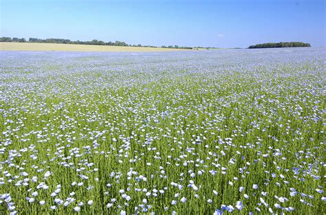 Photographie de champs de lin en fleur et de fibres de lin brutes.