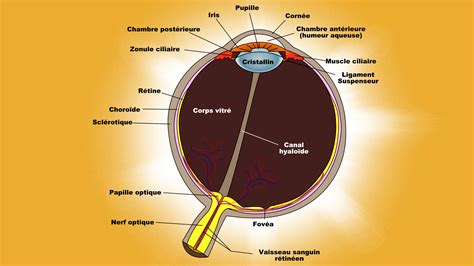 Comparaison visuelle entre la structure de l'œil de tigre et celle de la pietersite