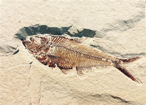 Illustration de fossiles marins, coraux et crinoïdes présents dans la pierre bleue.
