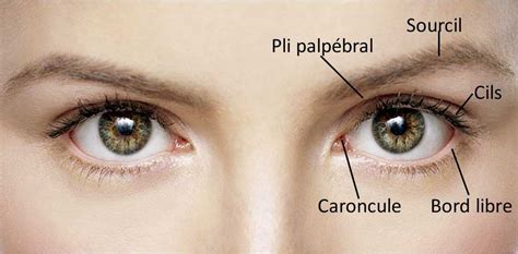 Schéma illustrant l'anatomie de la paupière et les zones concernées par le dermatochalasis.