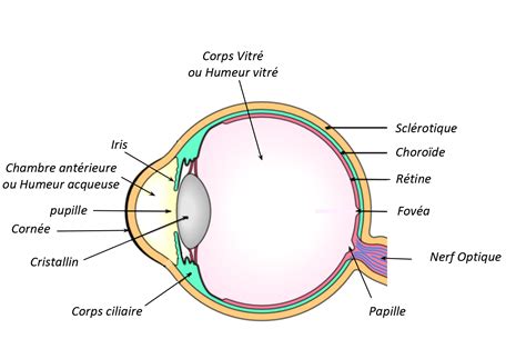 Schéma anatomique de l'œil humain, mettant en évidence le cristallin derrière l'iris.