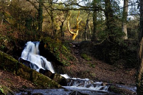 Vue panoramique de la forêt de Brocéliande avec ses arbres majestueux et une légère brume matinale.