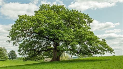 Le majestueux Chêne des Hindrés, un arbre centenaire de Brocéliande.