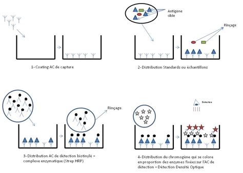 Schéma illustrant le principe du dosage immuno-enzymatique (ELISA) pour la détection du vert malachite.
