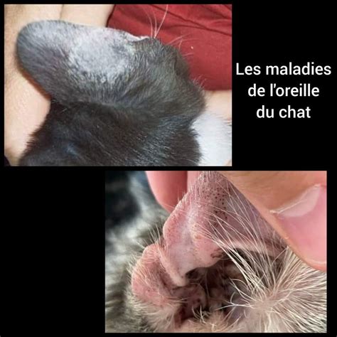 Une mosaïque de différentes bagues oreilles de chat, montrant des designs variés : pattes, tête et queue, oreilles, chats jouant.