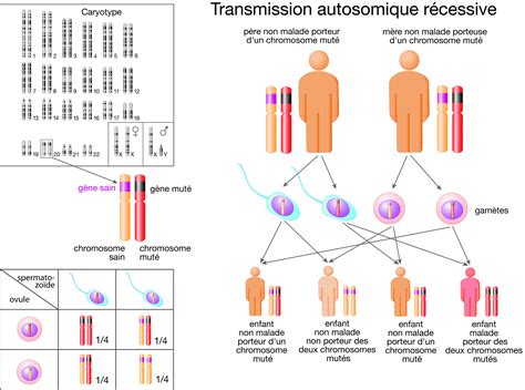 Schéma illustrant la transmission autosomique récessive d'une maladie génétique