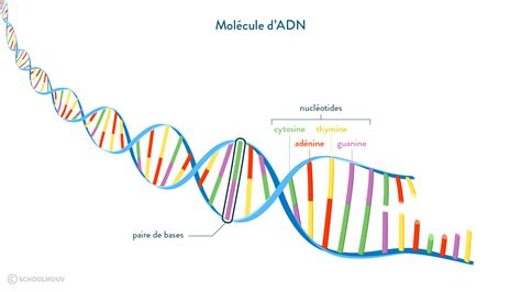 Représentation schématique de l'ADN et des gènes