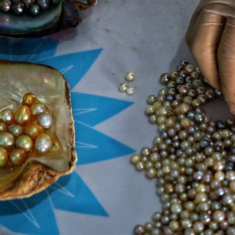 Infographie comparant les caractéristiques des perles fines et des perles de culture