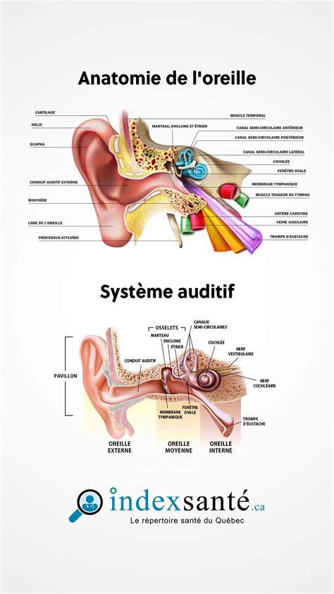 Schéma anatomique de l'oreille avec les différentes zones de piercings : lobe, hélix, tragus, conch, daith, rook