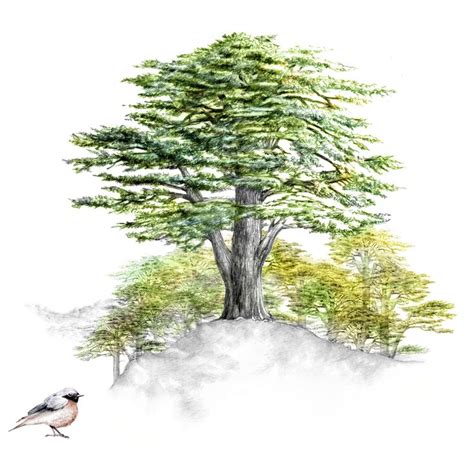 Illustration stylisée du cèdre du Liban, arbre emblématique du pays.
