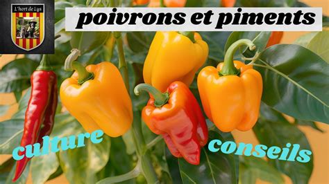 Comparaison visuelle entre une corne et un piment stylisé comme amulettes.