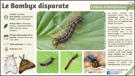 Illustration comparative des chenilles de Bombyx Disparate et de Livrée des forêts