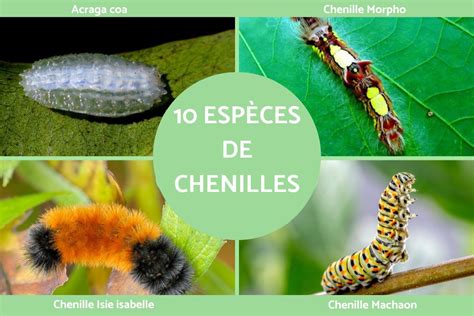 Collection de photos illustrant les différentes espèces de chenilles mentionnées