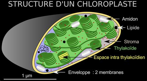 Schéma montrant la structure d'une perle tibétaine avec ses éléments métalliques et ses inclusions.