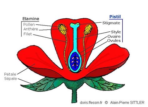 Schéma de la fleur d'Hibiscus moscheutos avec ses pétales et son pistil