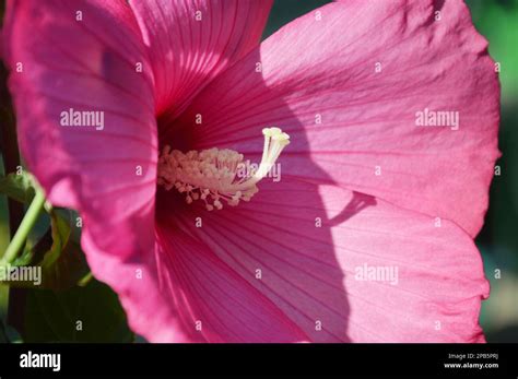 Photo d'une grande fleur d'Hibiscus moscheutos rose avec un cœur rouge